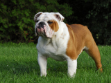 Buldog angielski
