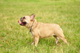 Buldog francuski