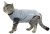 Buster najpopularniejsze, body Suit EasyGo dla kota, mały, czarny KR273963