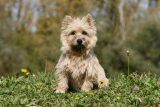 Cairn terrier