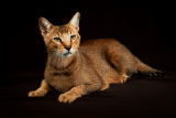 Chausie