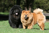 Chow chow