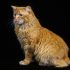 Maine coon