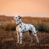 Boston terrier