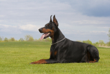 Doberman