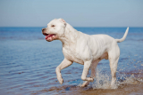 Dog argentyński