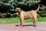 Dog kanaryjski