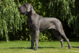 Dog niemiecki
