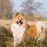 Basenji