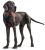 Hunter szelki harness neopren w czerwono-czarnym odcieniu 73-94 cm, 25 mm