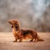 Bloodhound