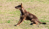 Kelpie