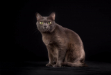 Korat
