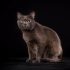 Ocicat