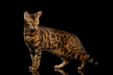 Kot Bengalski