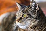 FIV, czyli wirus nabytego niedoboru immunologicznego kotów