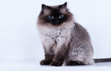Himalayan