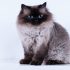 Ragdoll