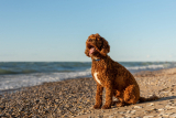 Labradoodle