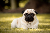Mops