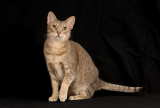 Ocicat