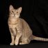 Chausie