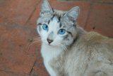Ojos azules