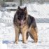 Leonberger