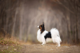Papillon
