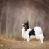 Springer spaniel angielski
