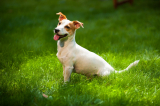 Parson Russell terrier