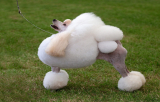 Pudel miniaturowy