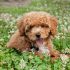 Bichon frise