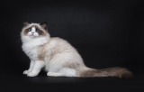 Ragdoll