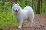 Samojed