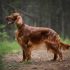Leonberger