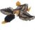Skinneeez Zooonline ZABAWKA KACZKA 35 cm 5545