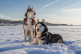 Husky syberyjski