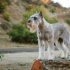 Springer spaniel angielski
