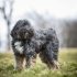 Landseer
