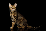 Toyger