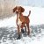 Trixie Buty Ochronne Walker Active M 2 Szt.