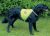 Trixie Szelki Odblaskowe dla psów 1szt. rozmiar: M 30082 HB
