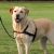 Trixie uprząż Lead’n’Walk Soft, rozmiar S-M, 45-70 cm, czarna