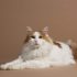 Toyger