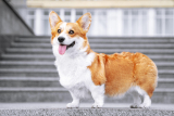 Welsh corgi pembroke