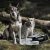 Wolf of Wilderness turystyczna mata dla psa Dł x szer. 100 x 70 cm
