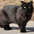 Maine coon